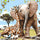 Animal Paint By Numbers