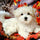 Dogs Diamond Painting