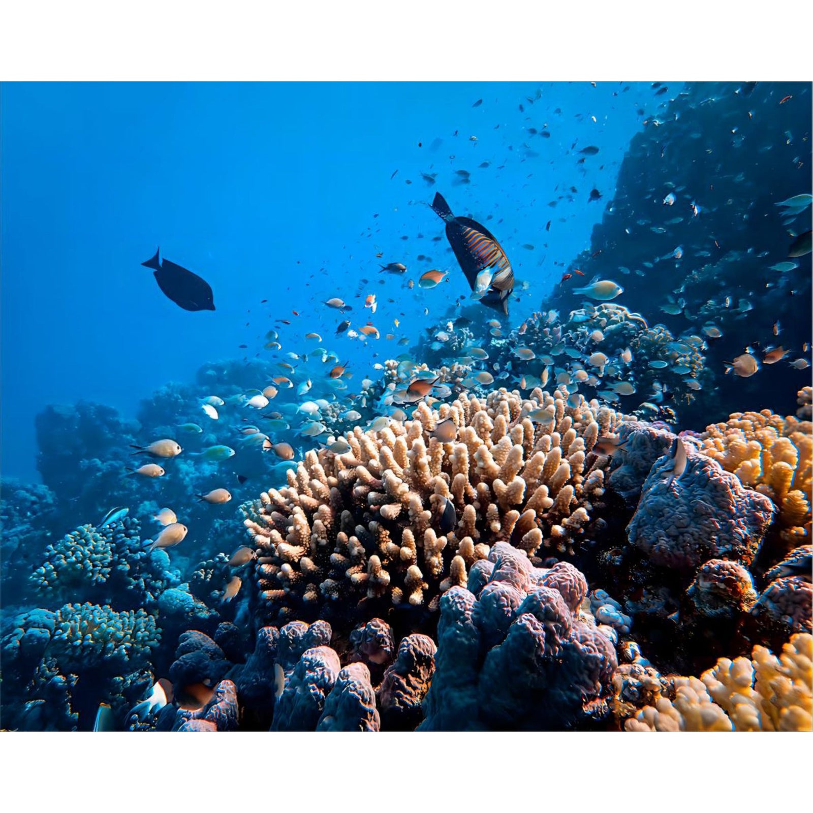 The Underwater World | Diamond Painting Design - Full Drill Diamond Art with 5d Square or Round Diamonds - AB Drills Available
