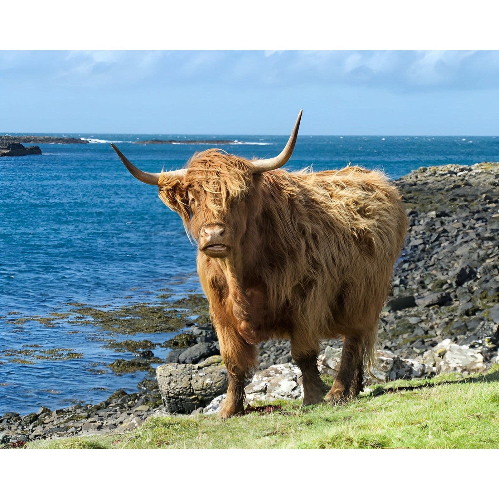 Scottish Highland Cattle | Diamond Painting Design - Full Drill Diamond Art with 5d Square or Round Diamonds - AB Drills Available