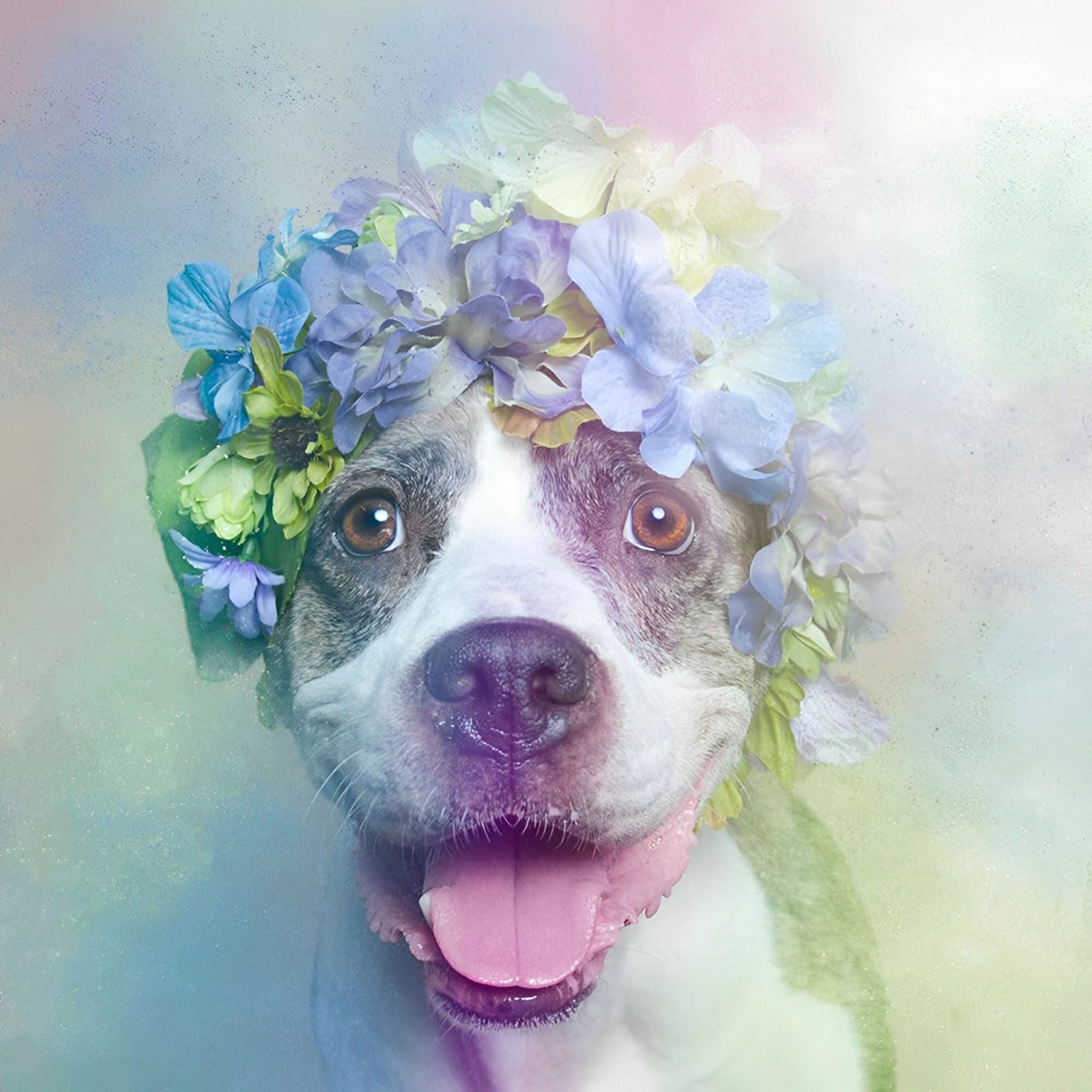 Colorful Dog Pit Bull | Diamond Painting Design - Full Drill Diamond Art with 5d Square or Round Diamonds - AB Drills Available