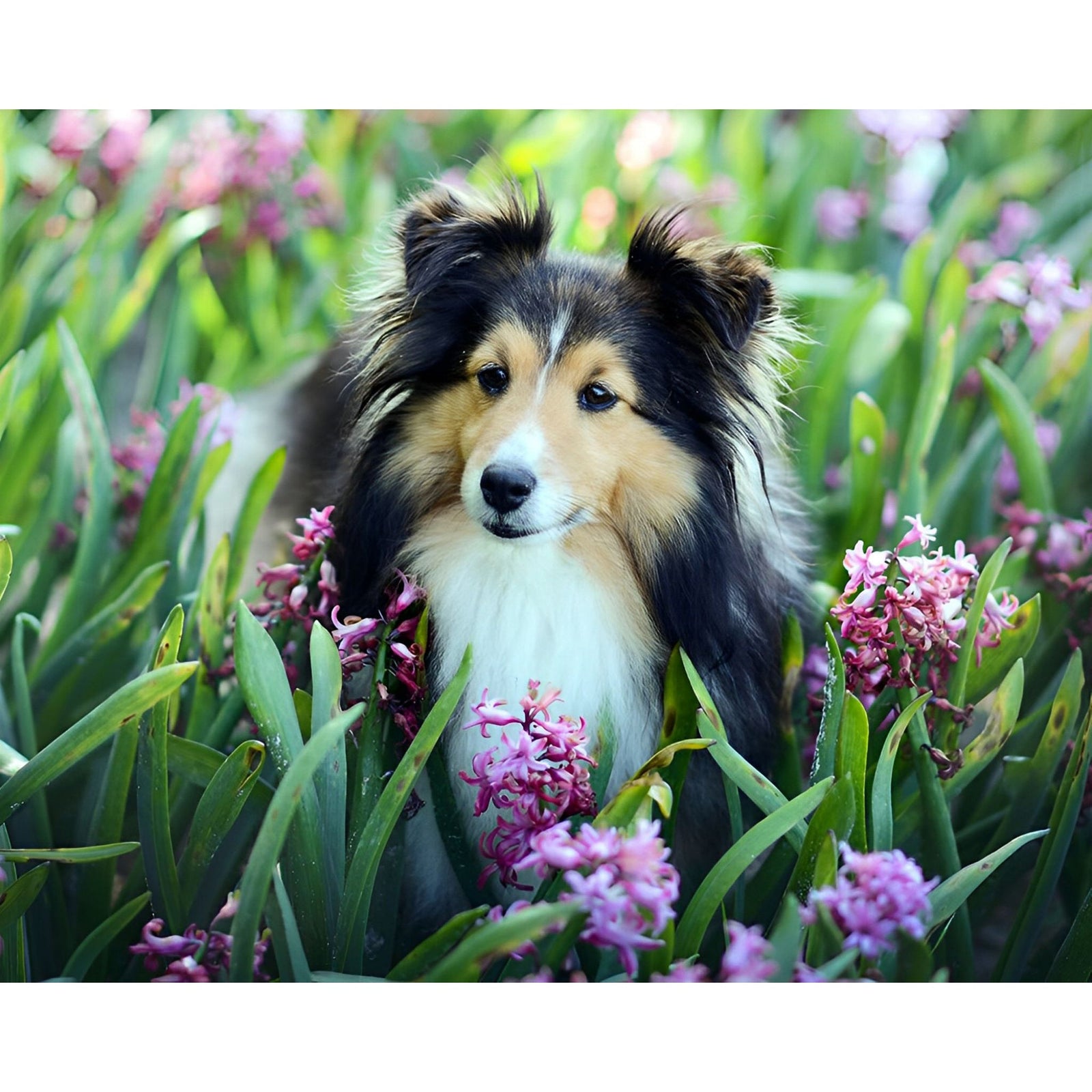 Sheepdog | Diamond Painting Design - Full Drill Diamond Art with 5d Square or Round Diamonds - AB Drills Available