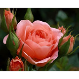 Pink Rose and Buds | Diamond Painting Design - Full Drill Diamond Art with 5d Square or Round Diamonds - AB Drills Available