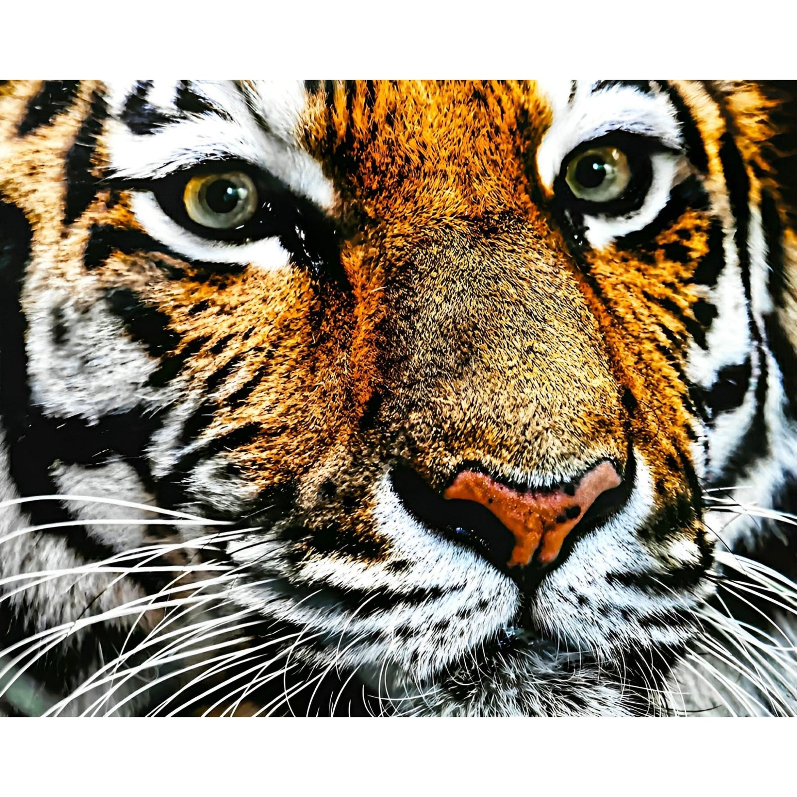 Big Cat | Diamond Painting Design - Full Drill Diamond Art with 5d Square or Round Diamonds - AB Drills Available