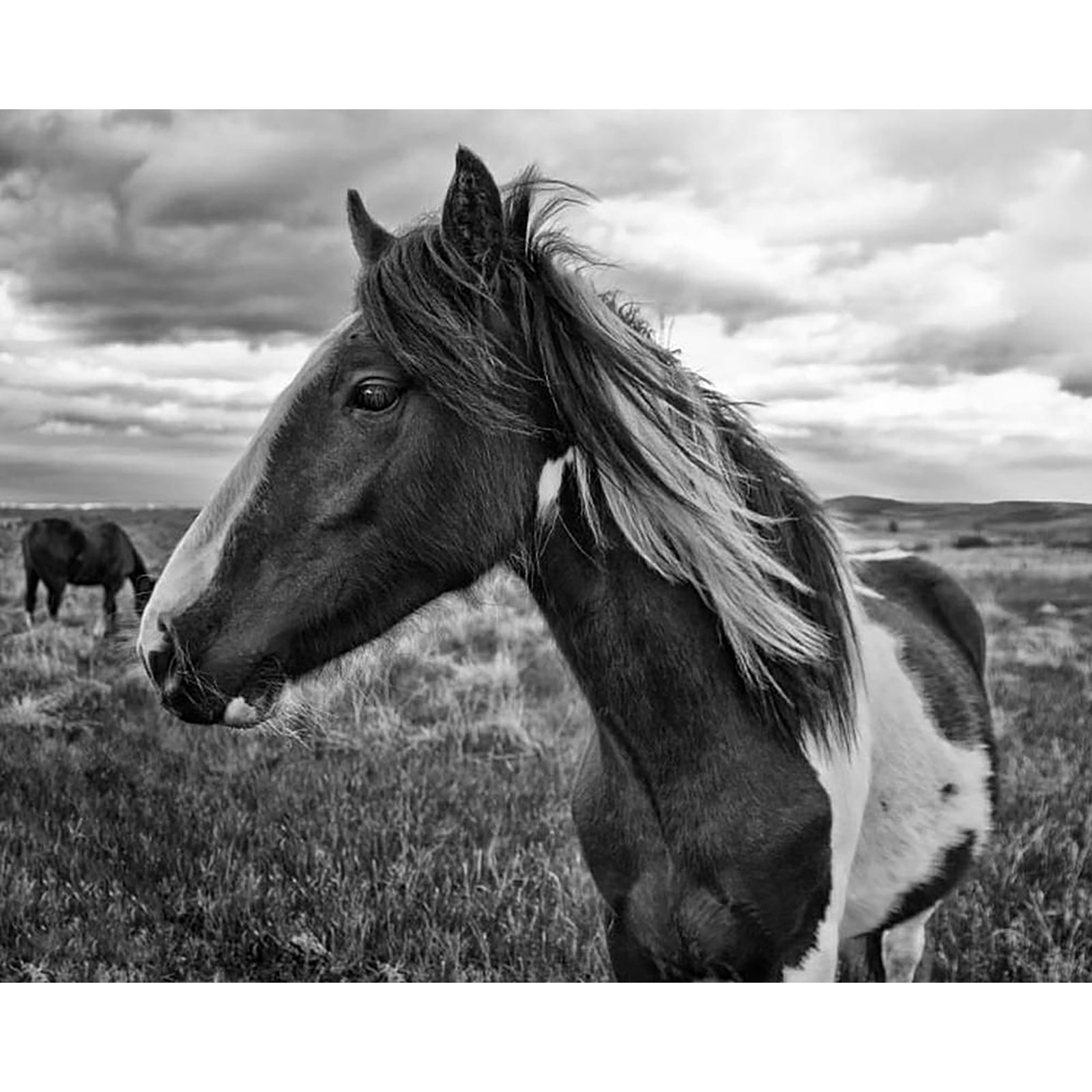 Moorland horse | Diamond Painting Design - Full Drill Diamond Art with 5d Square or Round Diamonds - AB Drills Available