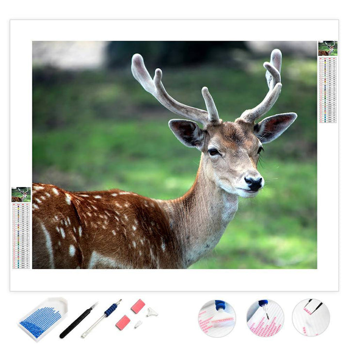 Whitetail Deer | Diamond Painting