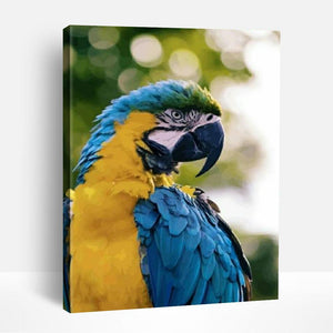 Blue and Yellow Parrot | Paint By Numbers