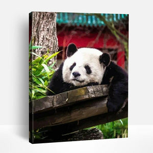 Panda Relaxing | Paint By Numbers