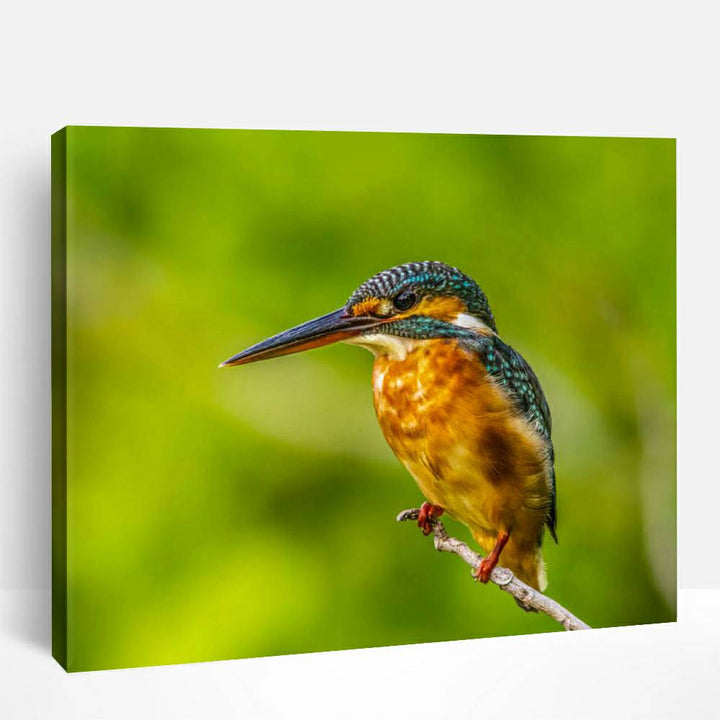 Kingfisher birds | Paint By Numbers