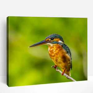 Kingfisher Birds | Paint By Numbers