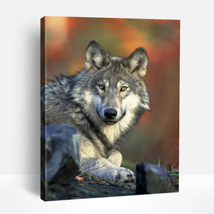 Resting Wolf | Paint By Numbers