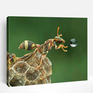 Wasp Blowing Water Bubble | Paint By Numbers