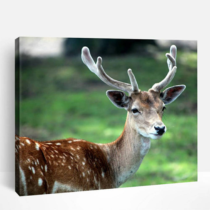 Whitetail Deer | Paint By Numbers