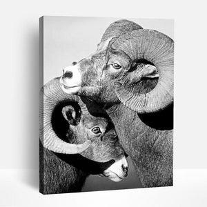 Bighorn Sheep in Black & White | Paint By Numbers