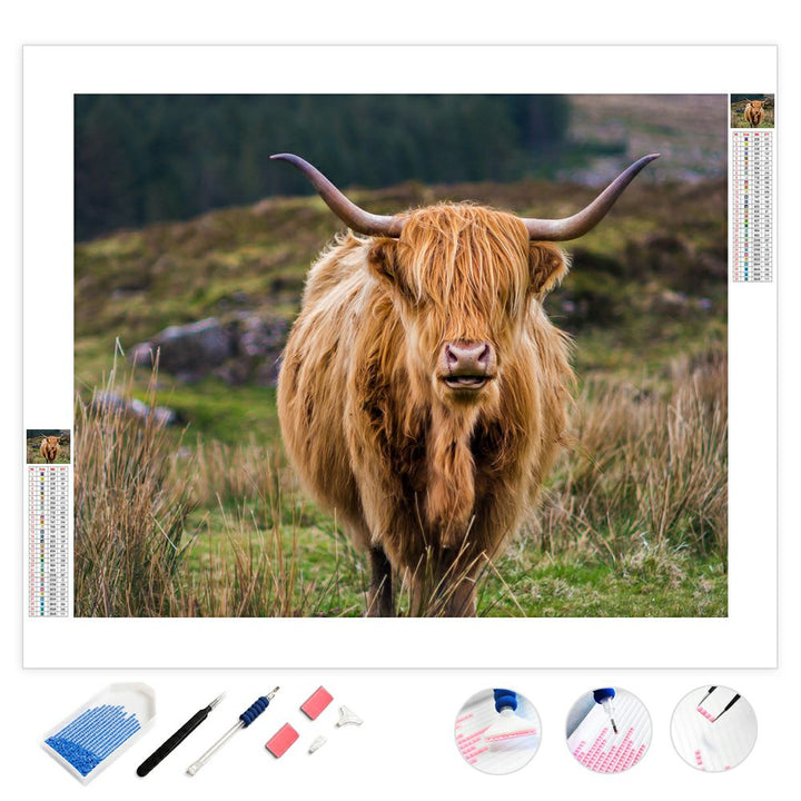 Schottland Highland Cattle | Diamond Painting