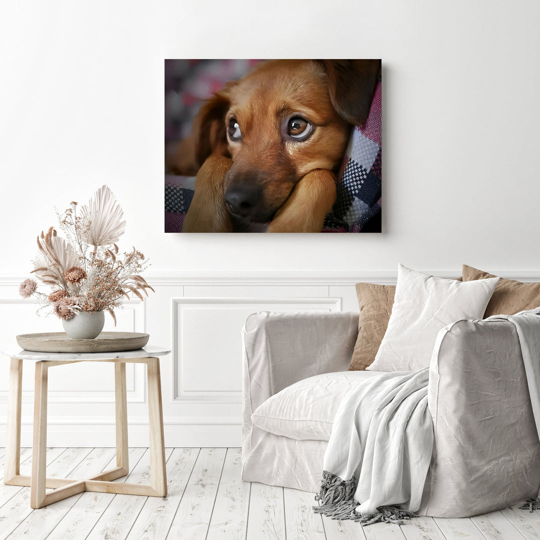 Puppy Dog Eyes | Diamond Painting