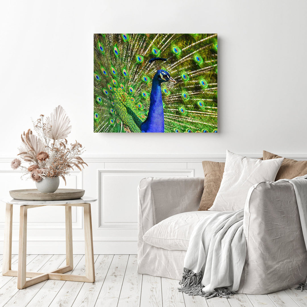 Beautiful Peacock | Diamond Painting