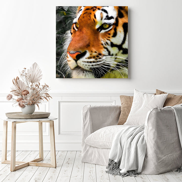 Pensive Tiger | Diamond Painting