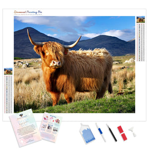 Highlander Cow | Diamond Painting