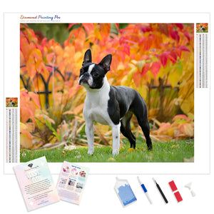 Cute Boston Terrier | Diamond Painting