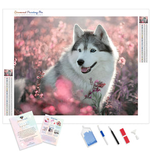 Cute Dog Husky | Diamond Painting