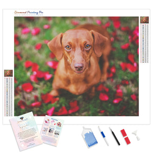 Dachshund Dog Rose Petals | Diamond Painting