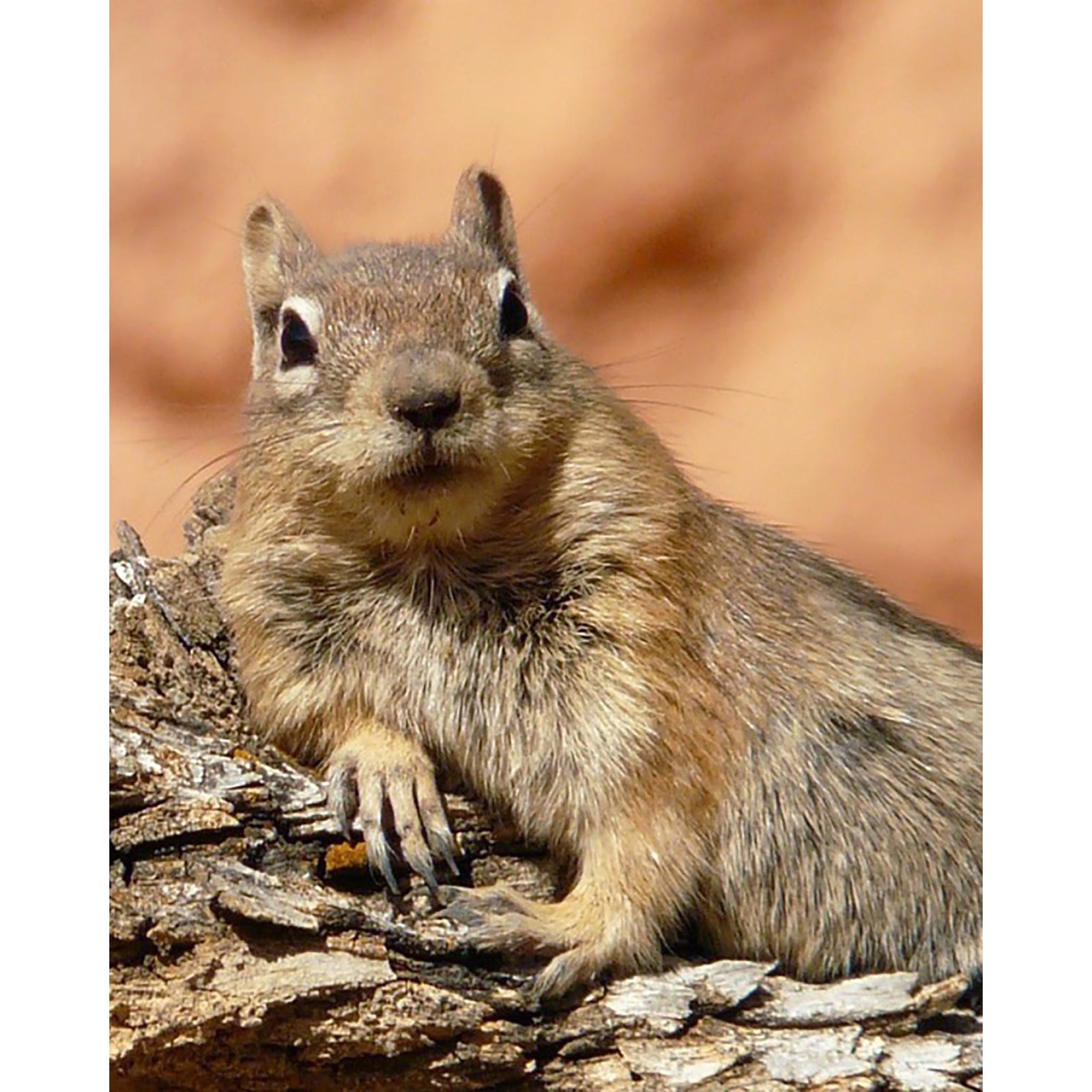 Lounging Squirrel | Diamond Painting Design - Full Drill Diamond Art with 5d Square or Round Diamonds - AB Drills Available