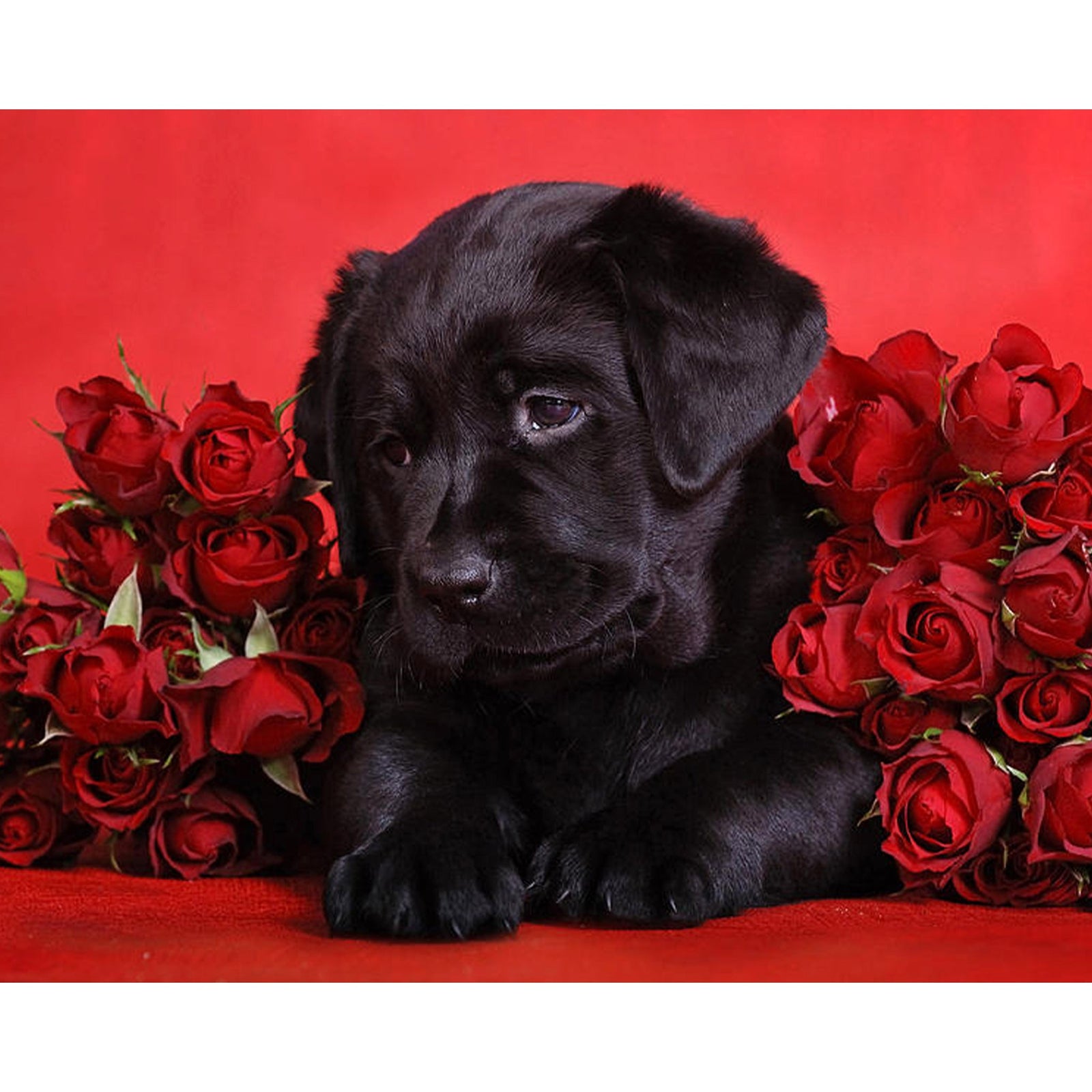 Black Labrador Gift | Diamond Painting Design - Full Drill Diamond Art with 5d Square or Round Diamonds - AB Drills Available