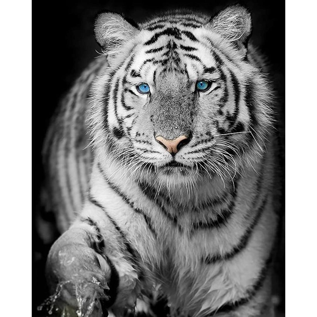 Blue Eyed Snow Tiger | Diamond Painting