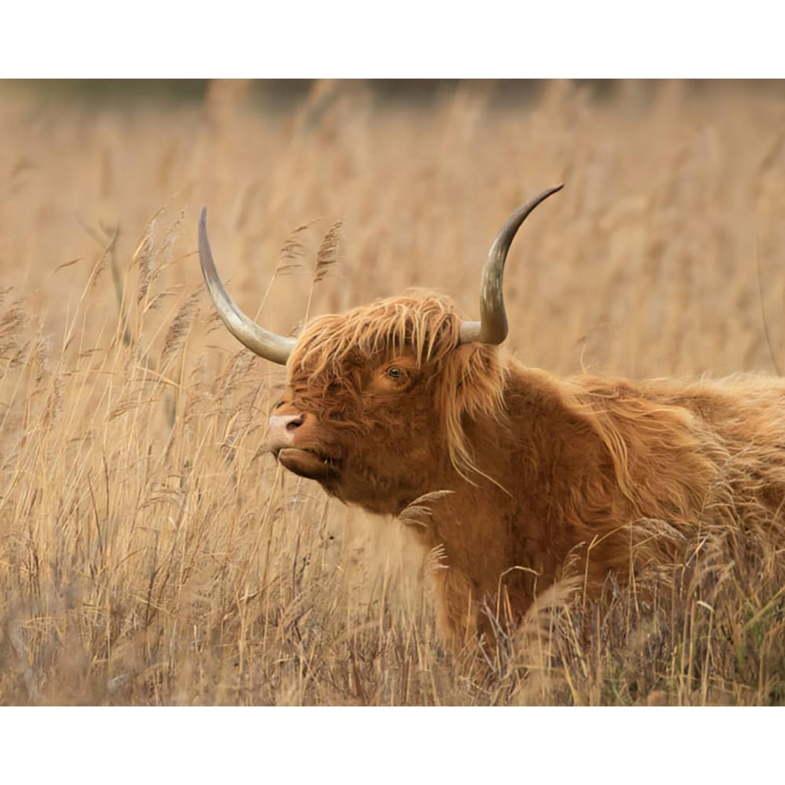 Countryside Highland Cow | Diamond Painting Design - Full Drill Diamond Art with 5d Square or Round Diamonds - AB Drills Available