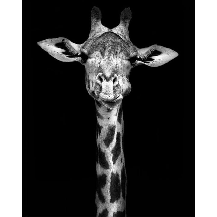 Black and White Giraffe | Diamond Painting