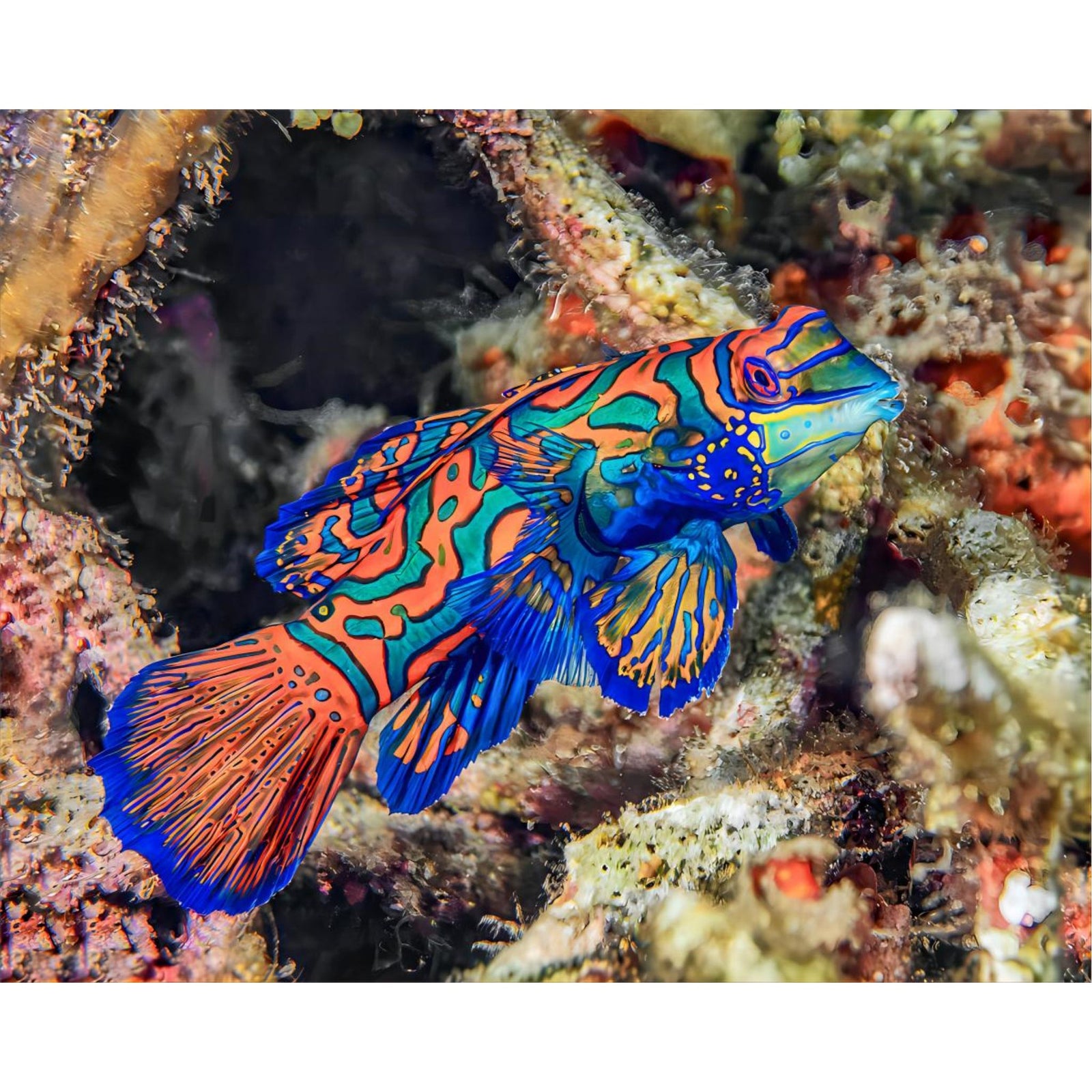 Mandarin Fish | Diamond Painting Design - Full Drill Diamond Art with 5d Square or Round Diamonds - AB Drills Available