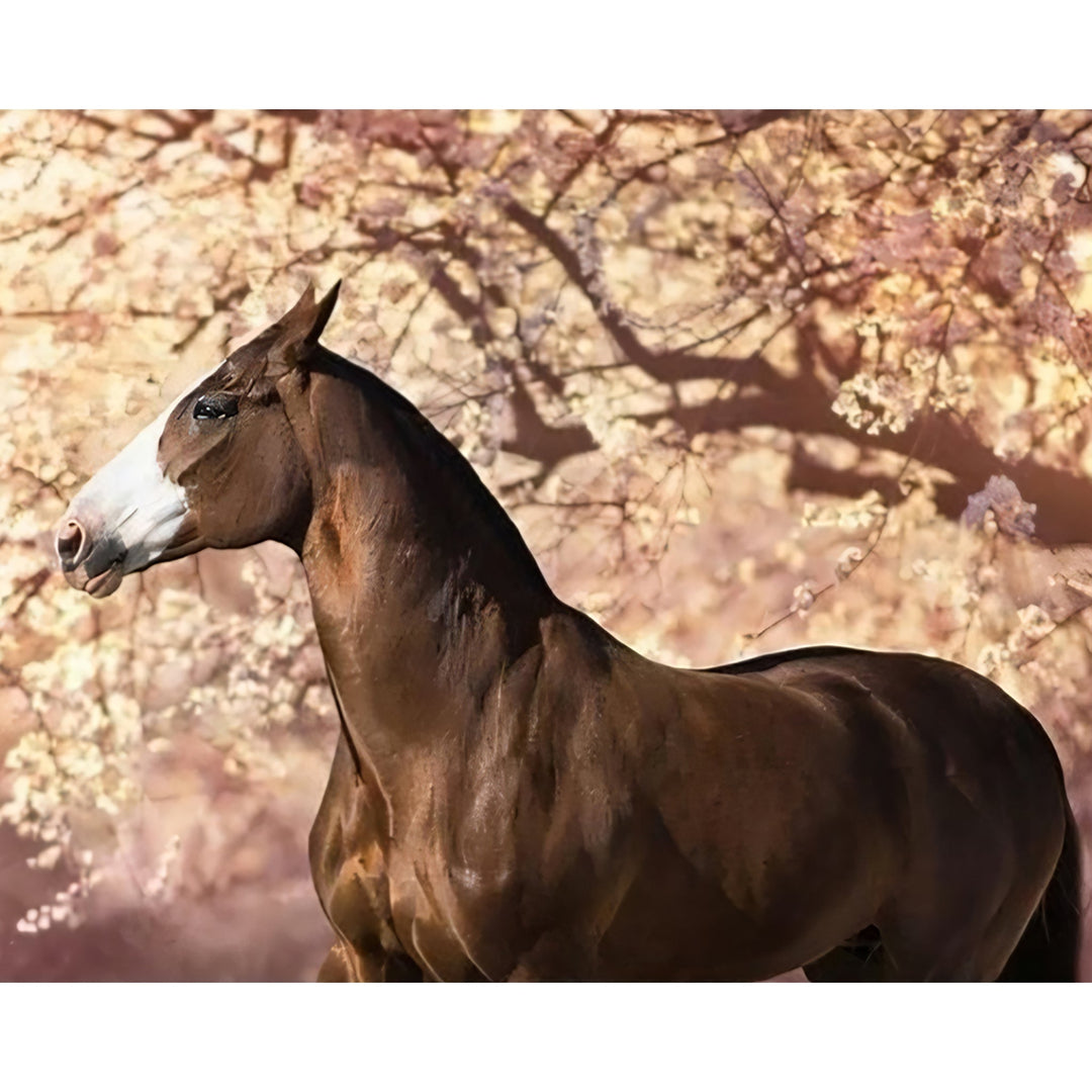 Prairie Brown Horse | Diamond Painting