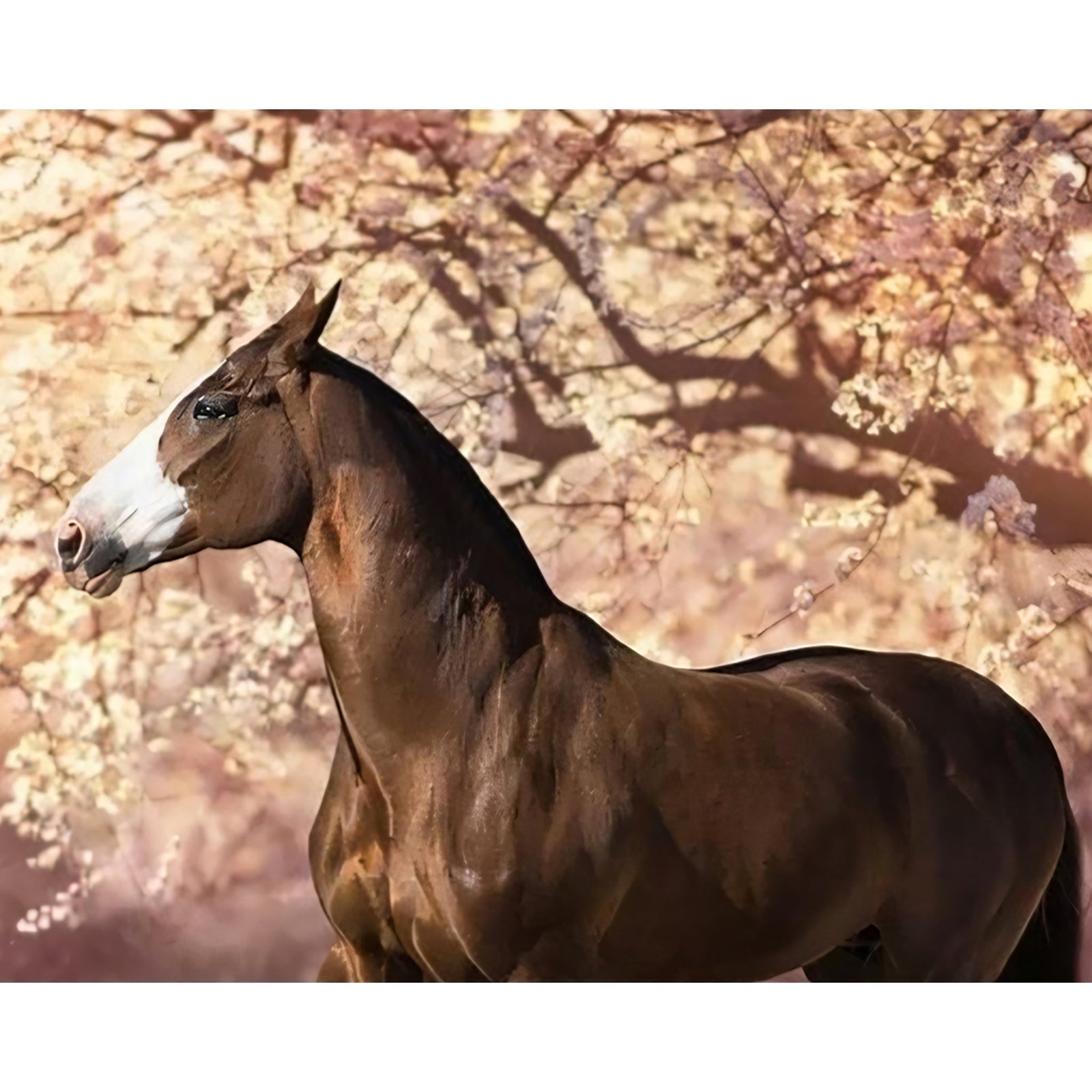 Prairie Brown Horse | Diamond Painting Design - Full Drill Diamond Art with 5d Square or Round Diamonds - AB Drills Available