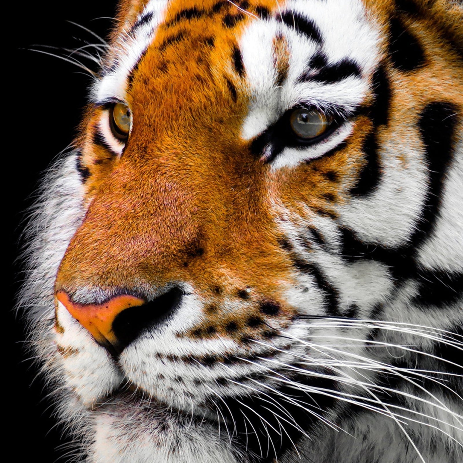 Tiger Close-up | Diamond Painting Design - Full Drill Diamond Art with 5d Square or Round Diamonds - AB Drills Available