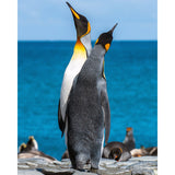 Two penguins on seashore | Diamond Painting Design - Full Drill Diamond Art with 5d Square or Round Diamonds - AB Drills Available