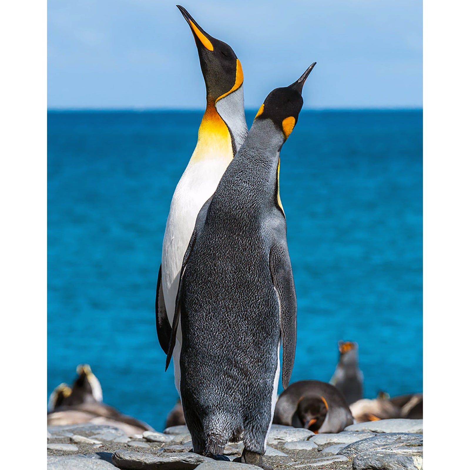 Two penguins on seashore | Diamond Painting Design - Full Drill Diamond Art with 5d Square or Round Diamonds - AB Drills Available