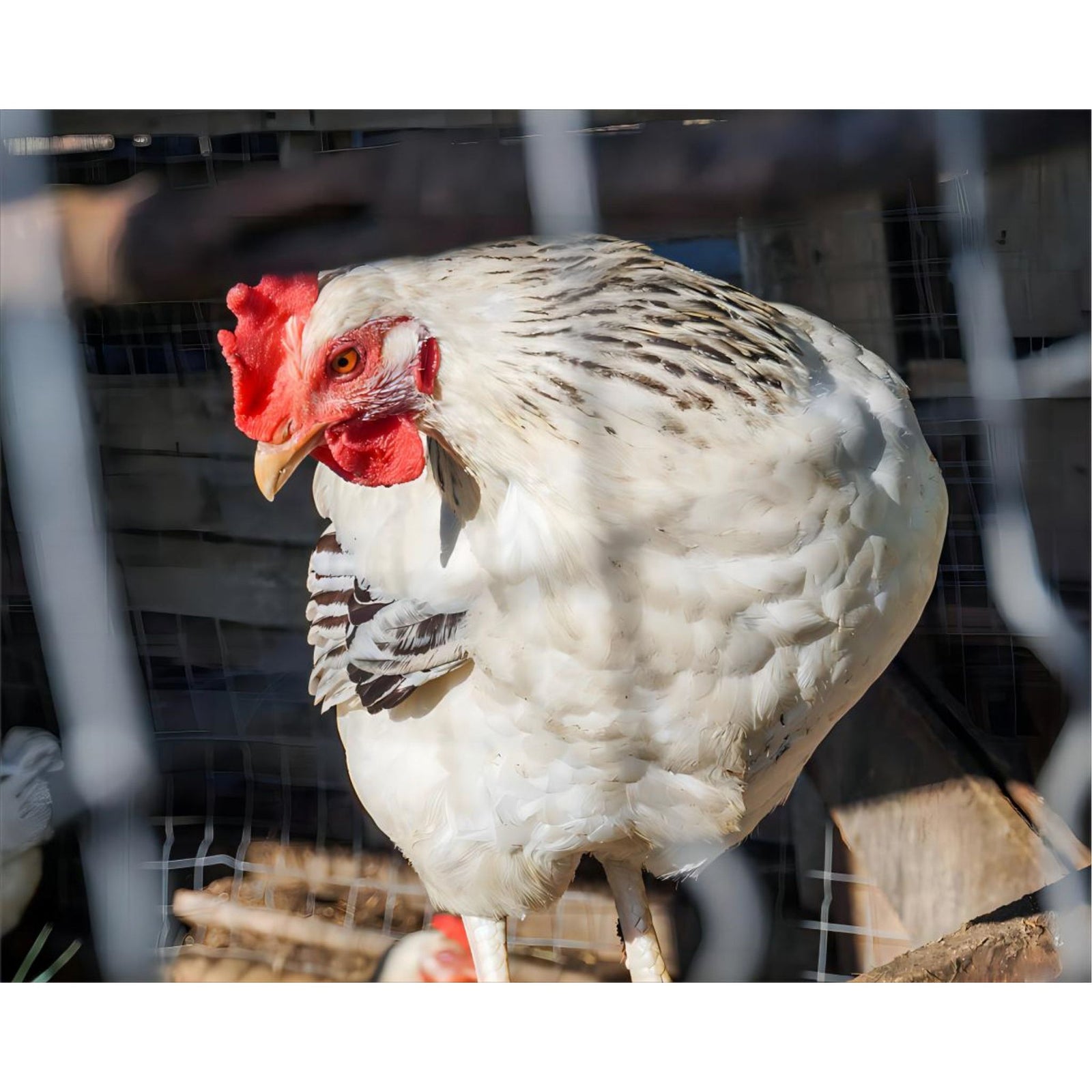 White and Black Chicken | Diamond Painting Design - Full Drill Diamond Art with 5d Square or Round Diamonds - AB Drills Available