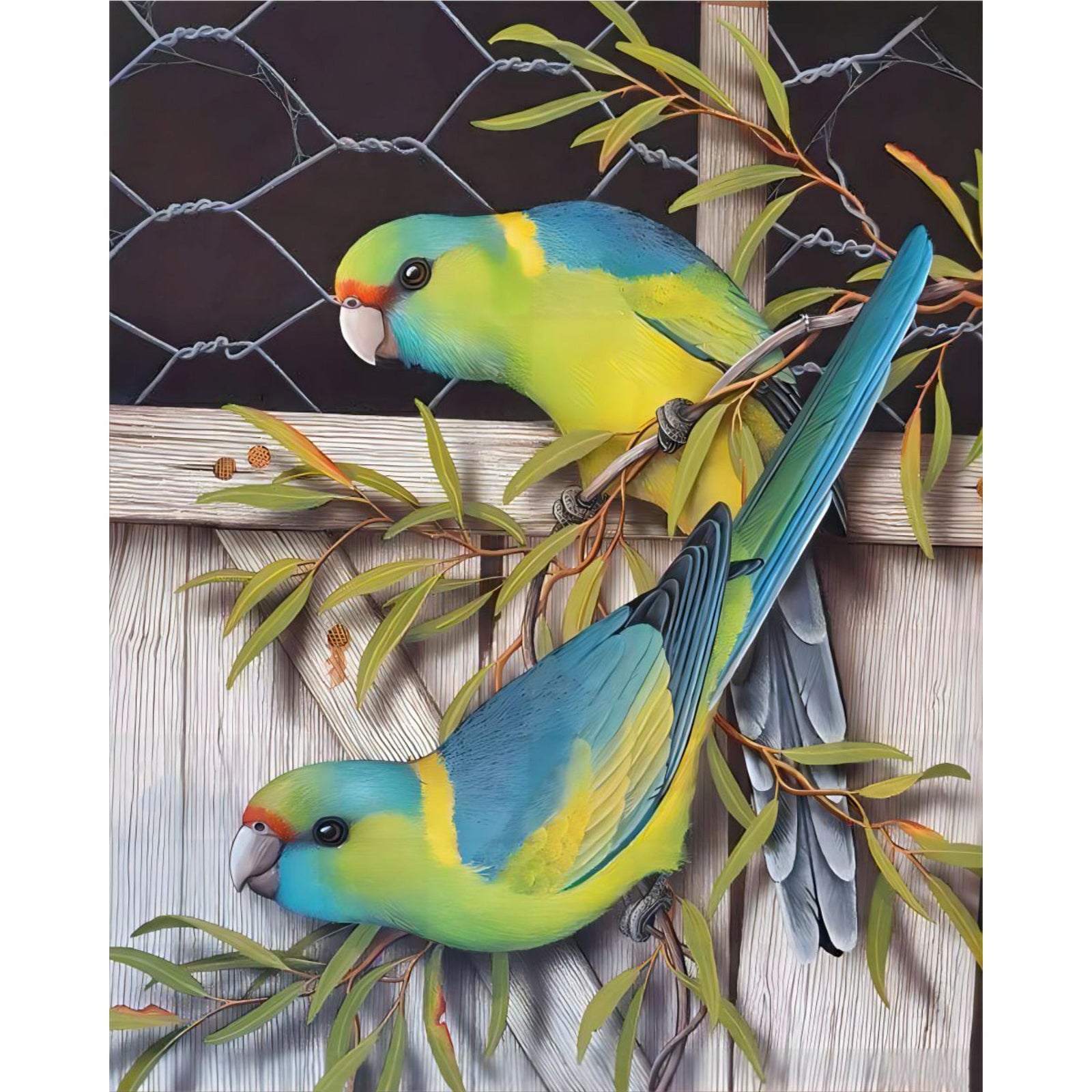 Mallee Ringnecks | Diamond Painting Design - Full Drill Diamond Art with 5d Square or Round Diamonds - AB Drills Available