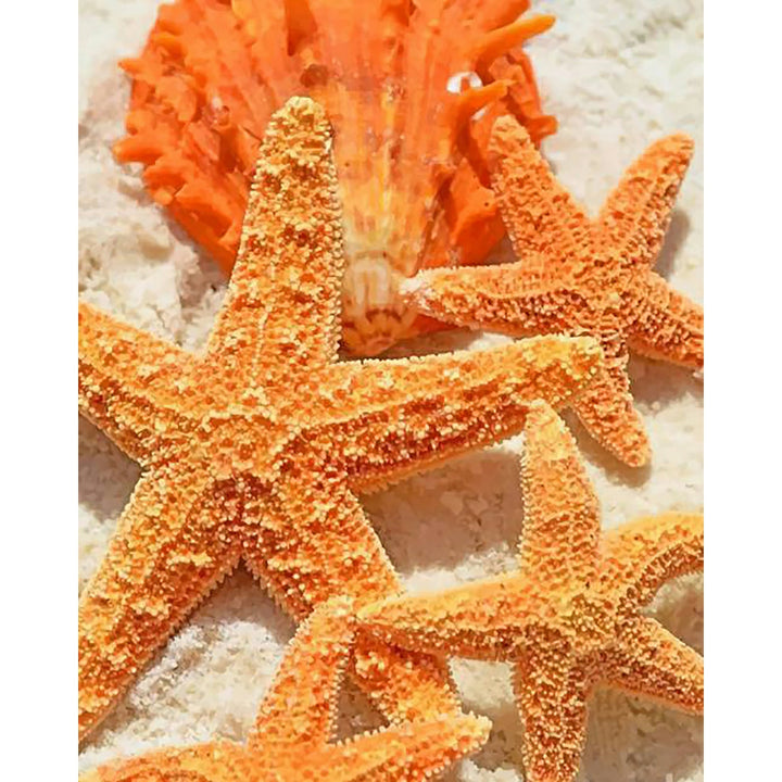 Orange Shells Beach Aesthetic | Diamond Painting