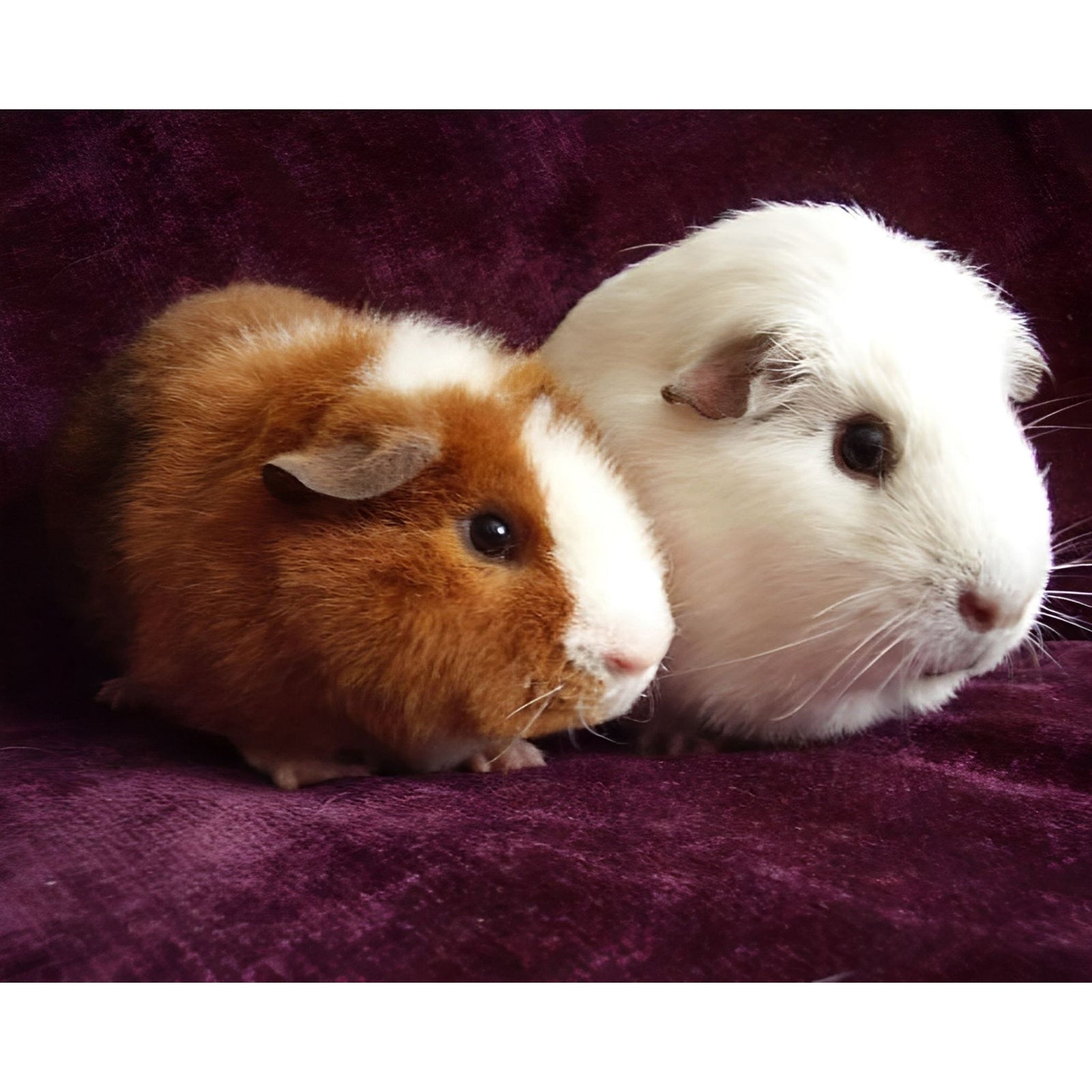 Guinea Pigs | Diamond Painting Design - Full Drill Diamond Art with 5d Square or Round Diamonds - AB Drills Available