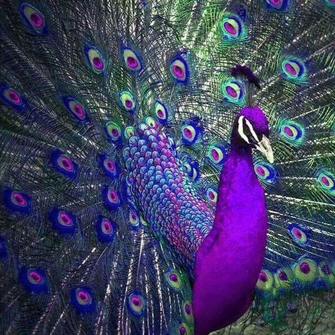 Purple and Blue Oil Painting Styles Peacock | Diamond Painting