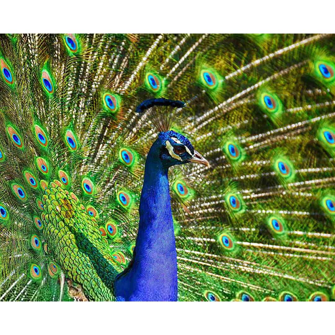 Beautiful Peacock | Diamond Painting