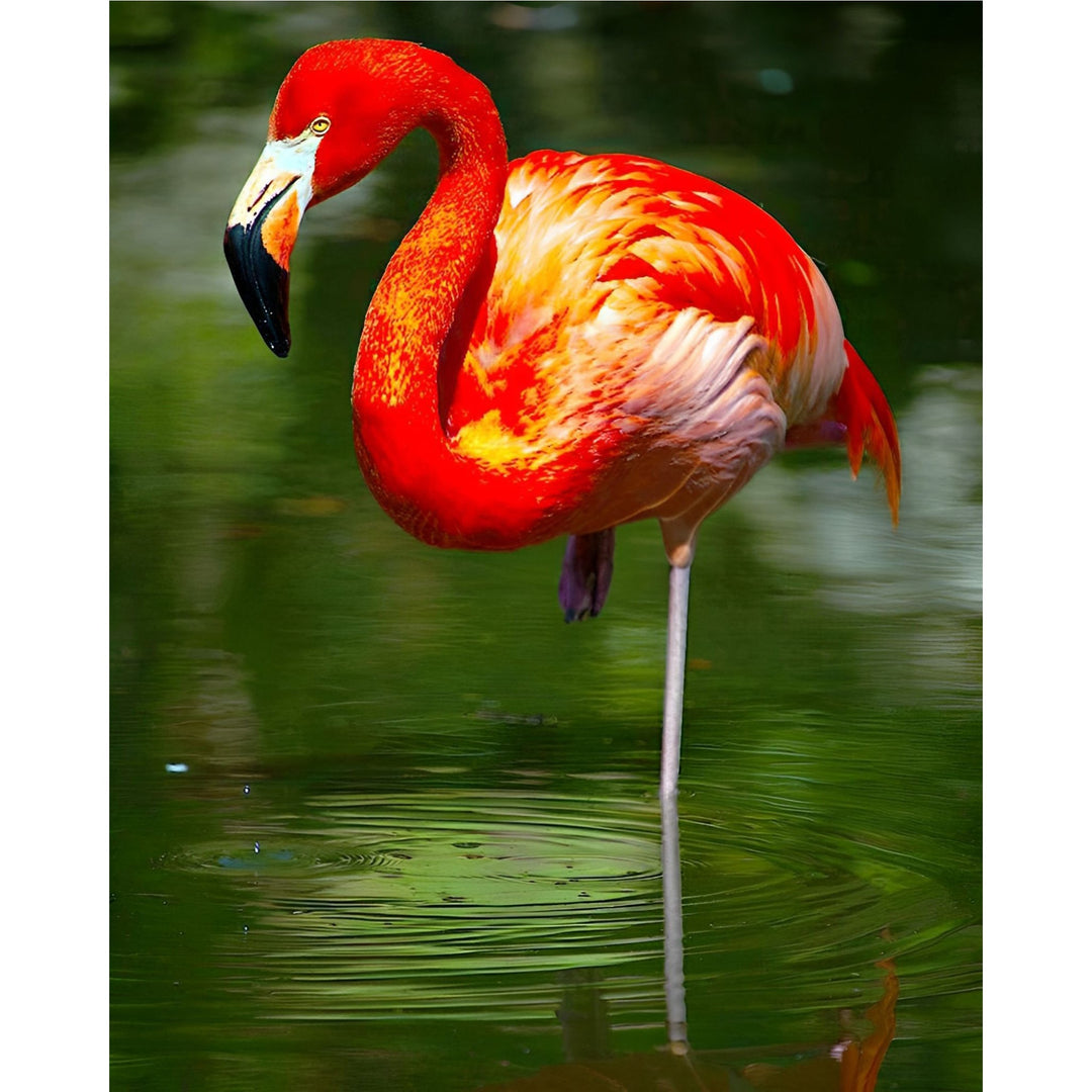 Flamingo Reflection | Diamond Painting