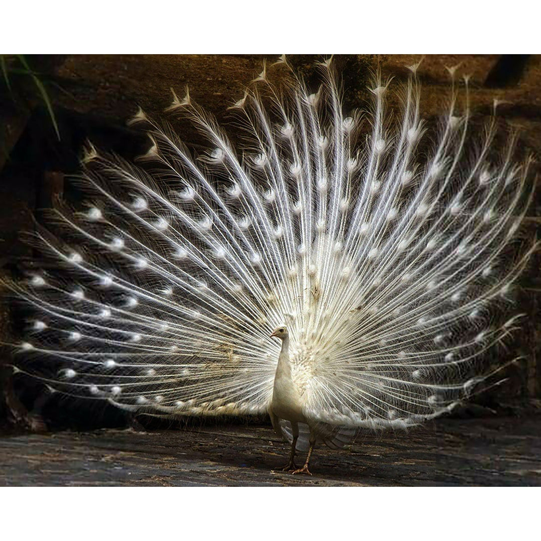 Albino Peacock | Diamond Painting