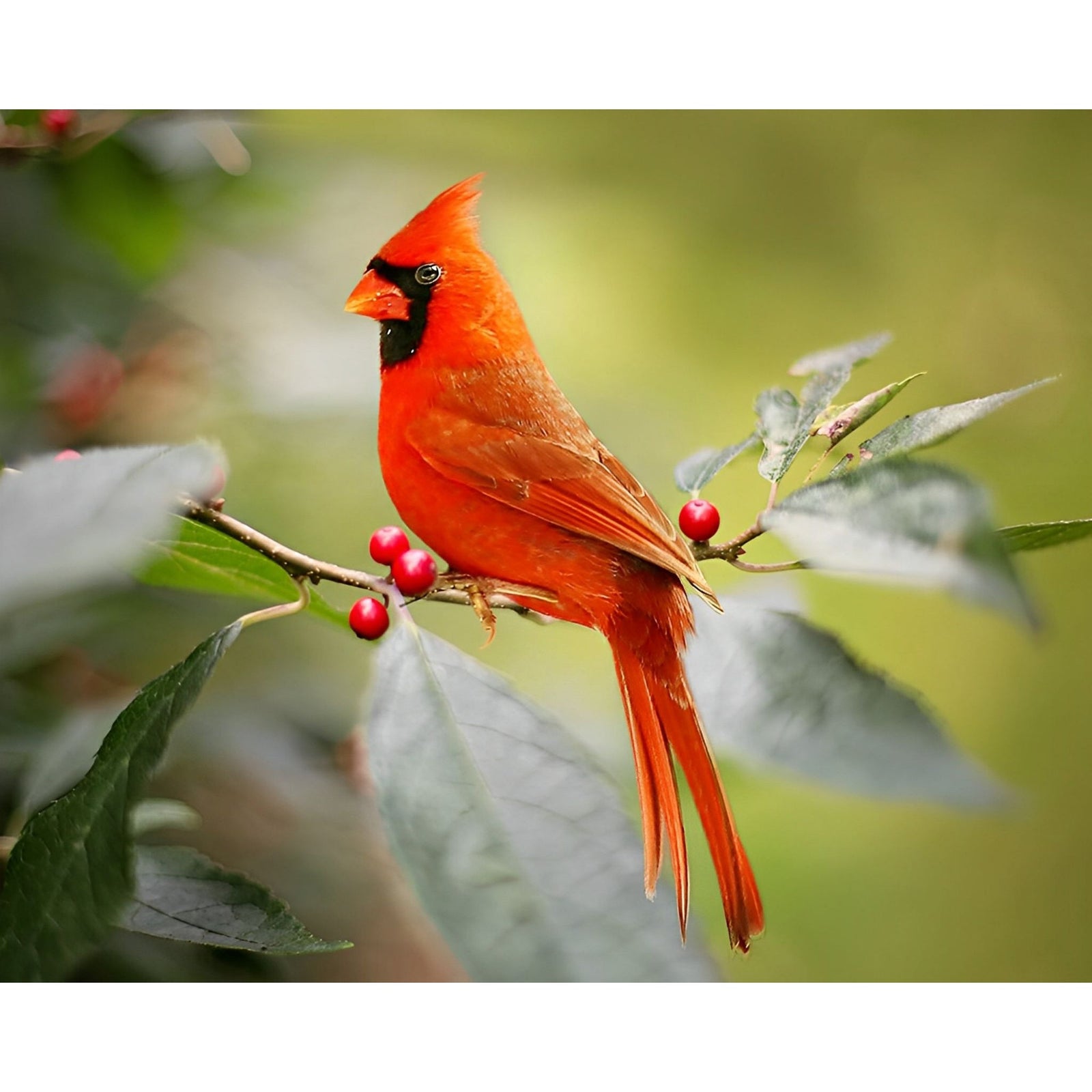 Cardinal Bird Resting | Diamond Painting Design - Full Drill Diamond Art with 5d Square or Round Diamonds - AB Drills Available