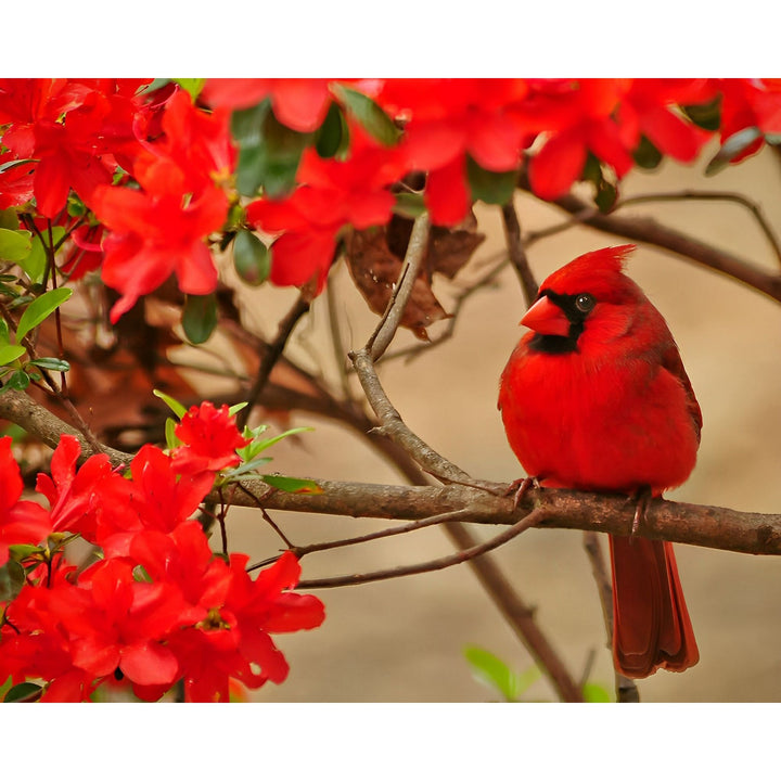 Cardinal bird standing on a tree branch | Diamond Painting