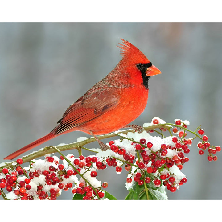Cardinal in winter | Diamond Painting