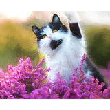 Black and White Cat | Diamond Painting Design - Full Drill Diamond Art with 5d Square or Round Diamonds - AB Drills Available