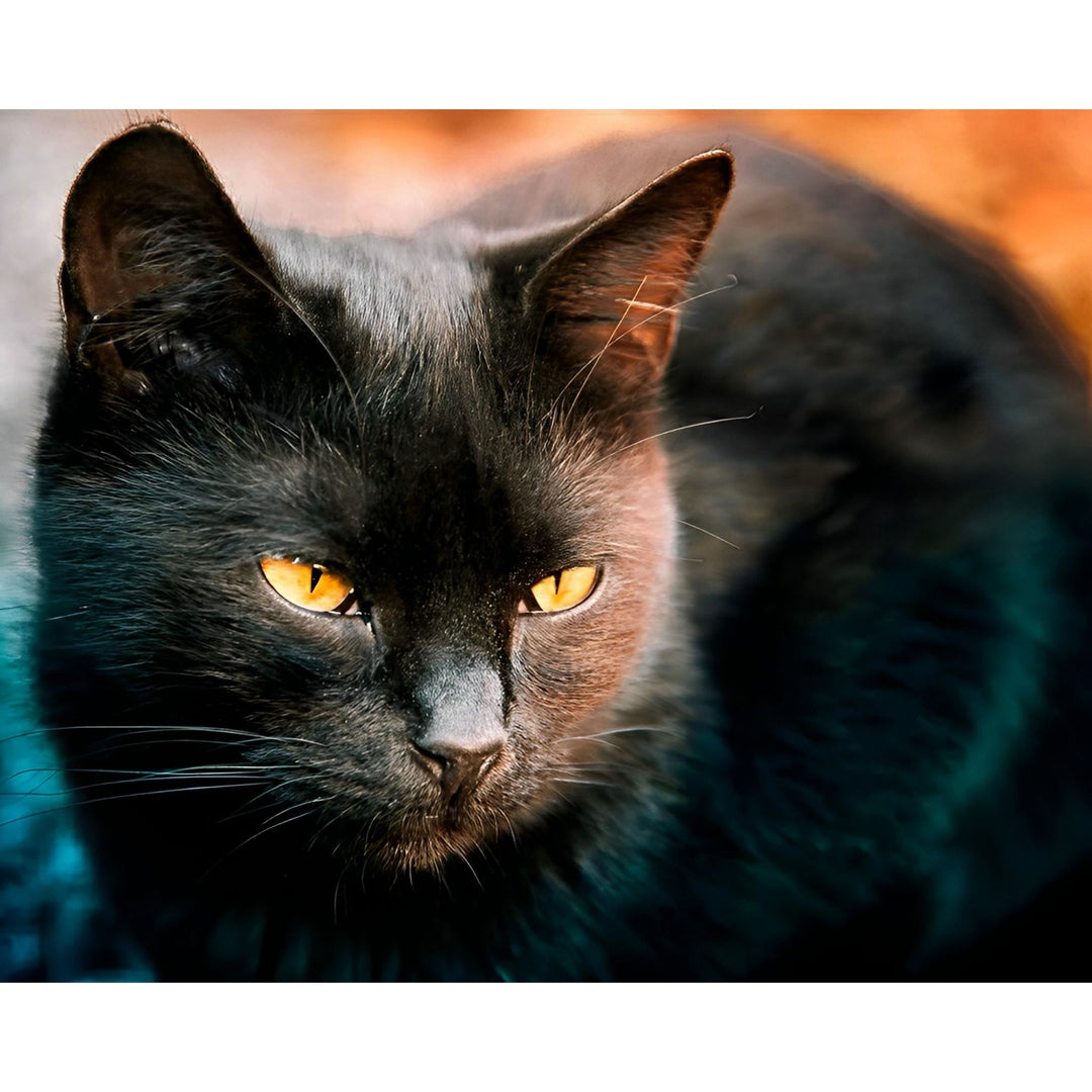 Black Cat Stare | Diamond Painting